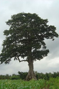 2006-Baobob-tree-L